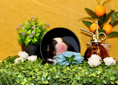 Les chiots de Bouvier Bernois