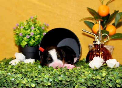 Les chiots de Bouvier Bernois