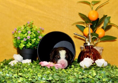 Les chiots de Bouvier Bernois