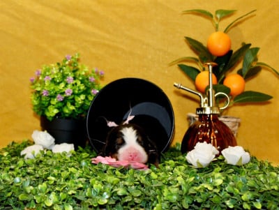 Les chiots de Bouvier Bernois