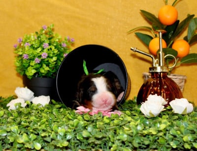 Les chiots de Bouvier Bernois