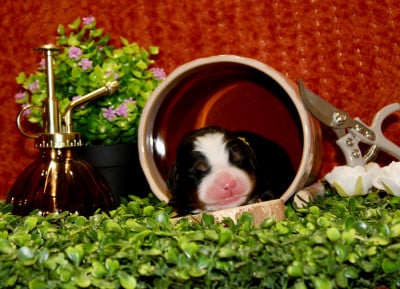 Monsieur jaune - Bouvier Bernois