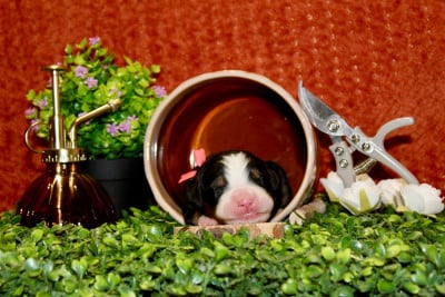 Mademoiselle rose - Bouvier Bernois