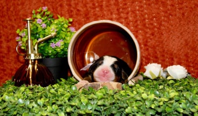 Mademoiselle violette - Bouvier Bernois