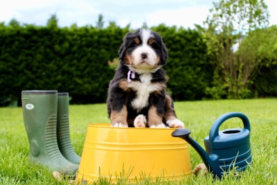 Les chiots de Bouvier Bernois