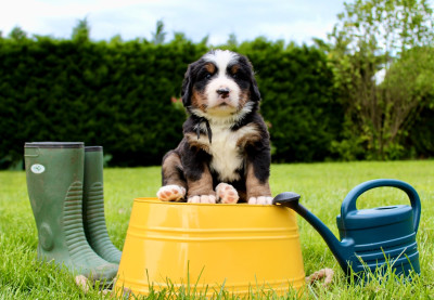 Les chiots de Bouvier Bernois