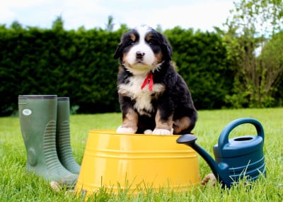 Les chiots de Bouvier Bernois