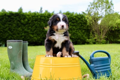 Les chiots de Bouvier Bernois