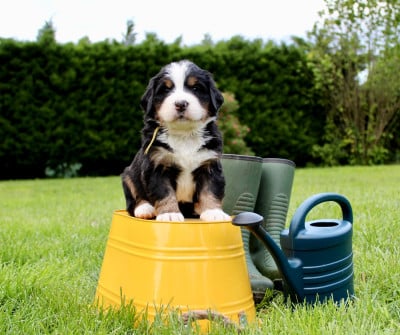 Les chiots de Bouvier Bernois