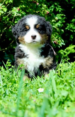 Les chiots de Bouvier Bernois