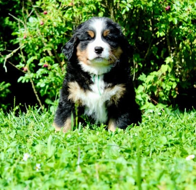 Les chiots de Bouvier Bernois