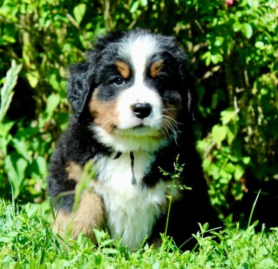 Les chiots de Bouvier Bernois