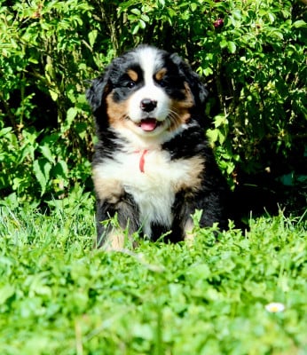 Les chiots de Bouvier Bernois