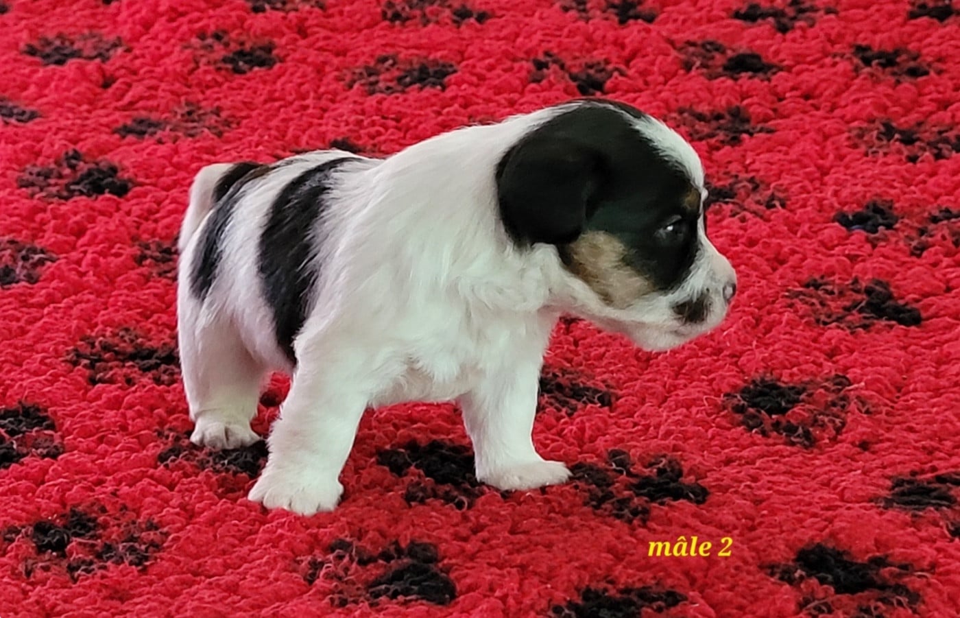 Jack Russell Terrier - Du Bois De Lhu