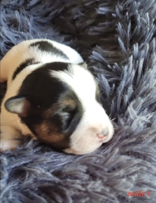 Les chiots de Jack Russell Terrier