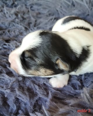 Les chiots de Jack Russell Terrier