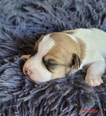 Les chiots de Jack Russell Terrier