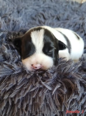 Les chiots de Jack Russell Terrier