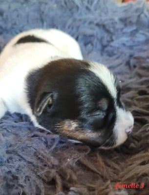 Les chiots de Jack Russell Terrier