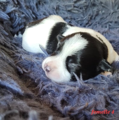 Les chiots de Jack Russell Terrier
