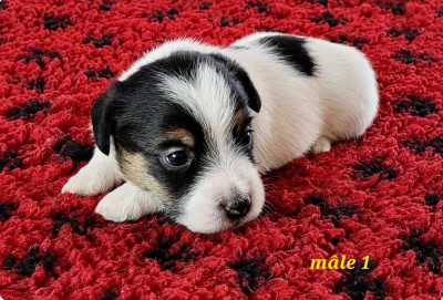 Les chiots de Jack Russell Terrier