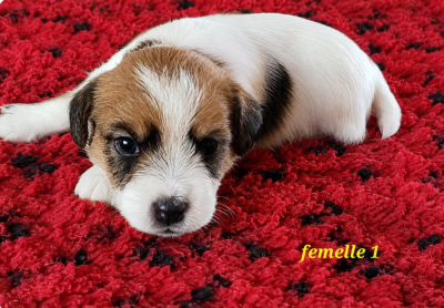 Les chiots de Jack Russell Terrier