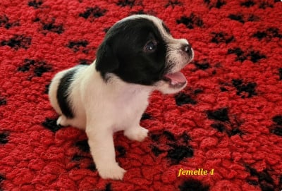 Les chiots de Jack Russell Terrier