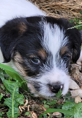 Les chiots de Jack Russell Terrier