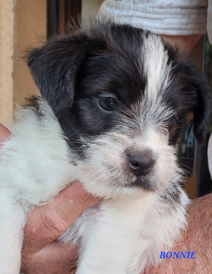 Les chiots de Jack Russell Terrier