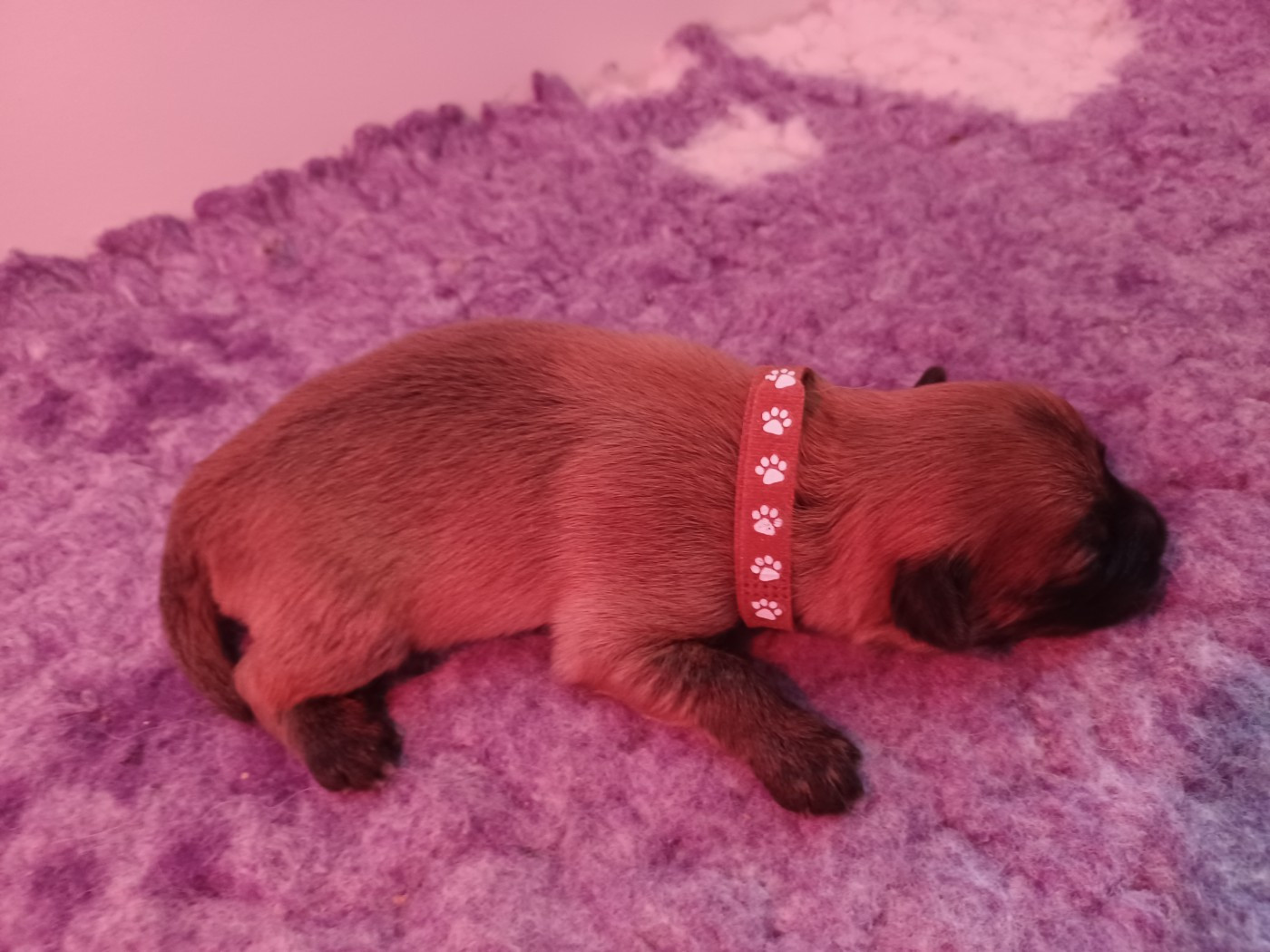 CHIOT 3 - Berger des Pyrenees à poil long