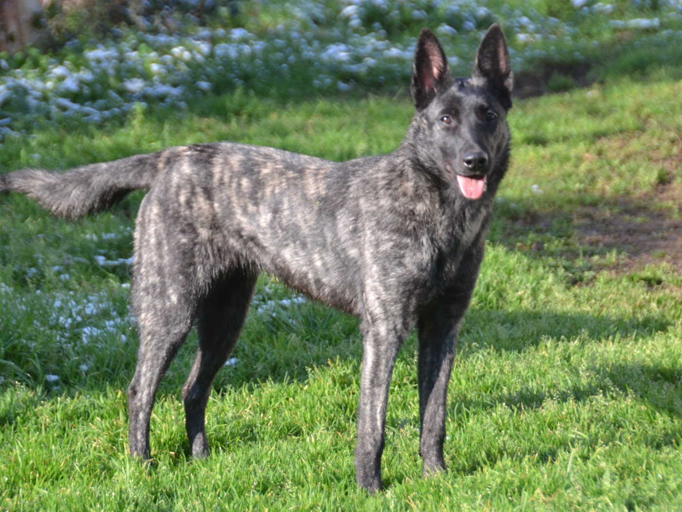 Ainay le château Des Remparts Solognots