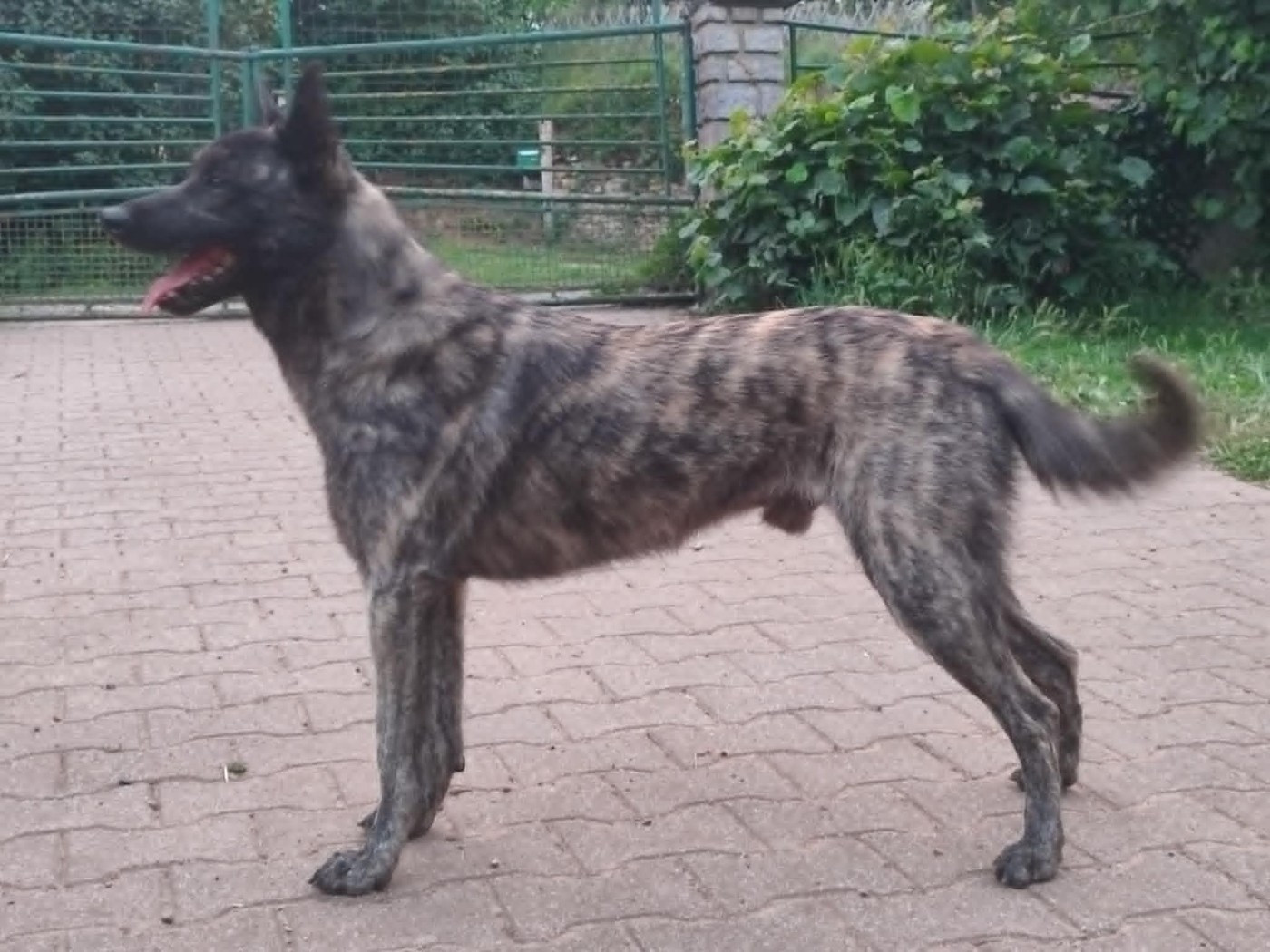 I tack bonremo vemsilumpa