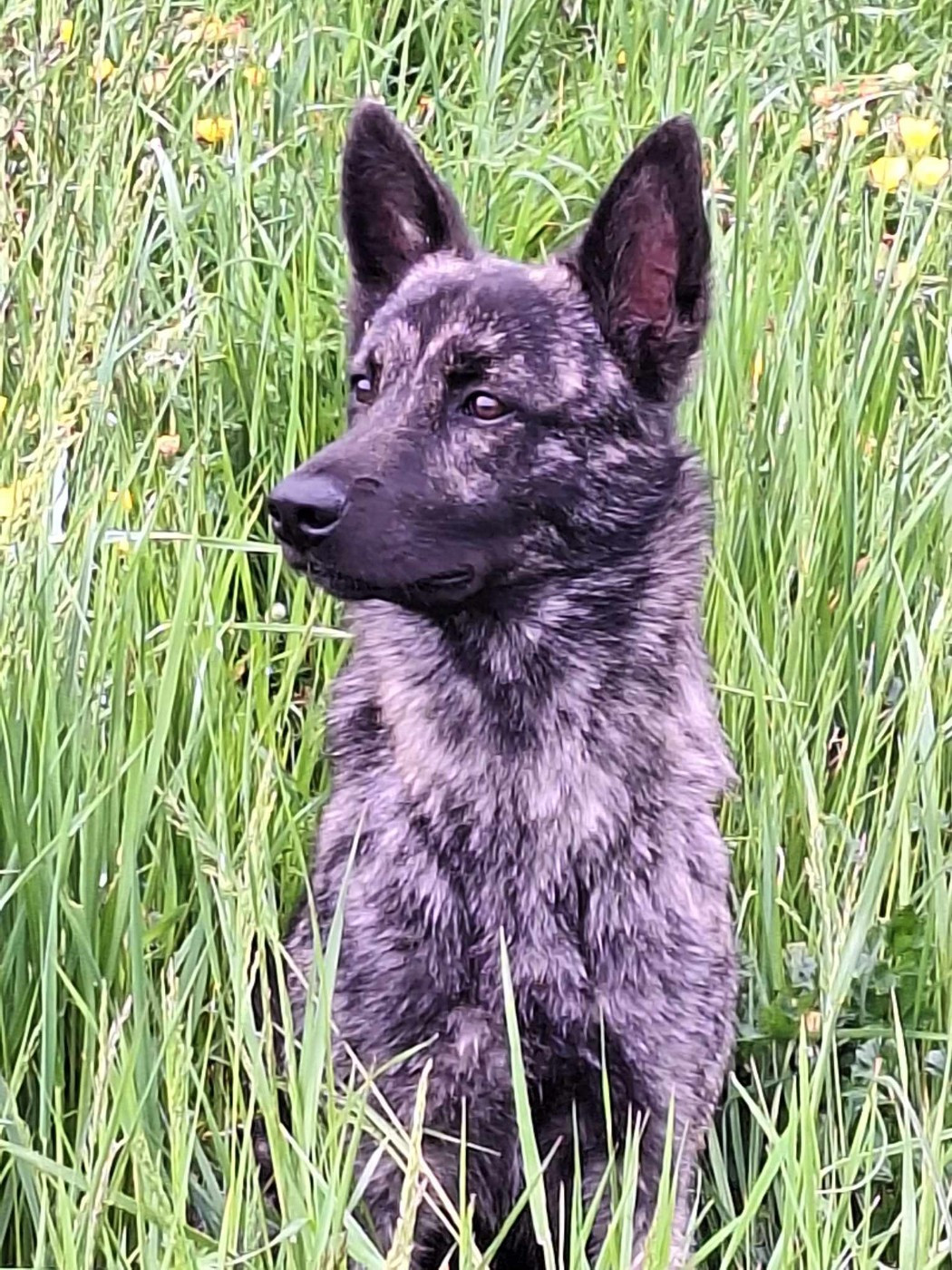 I tack bonremo vemsilumpa