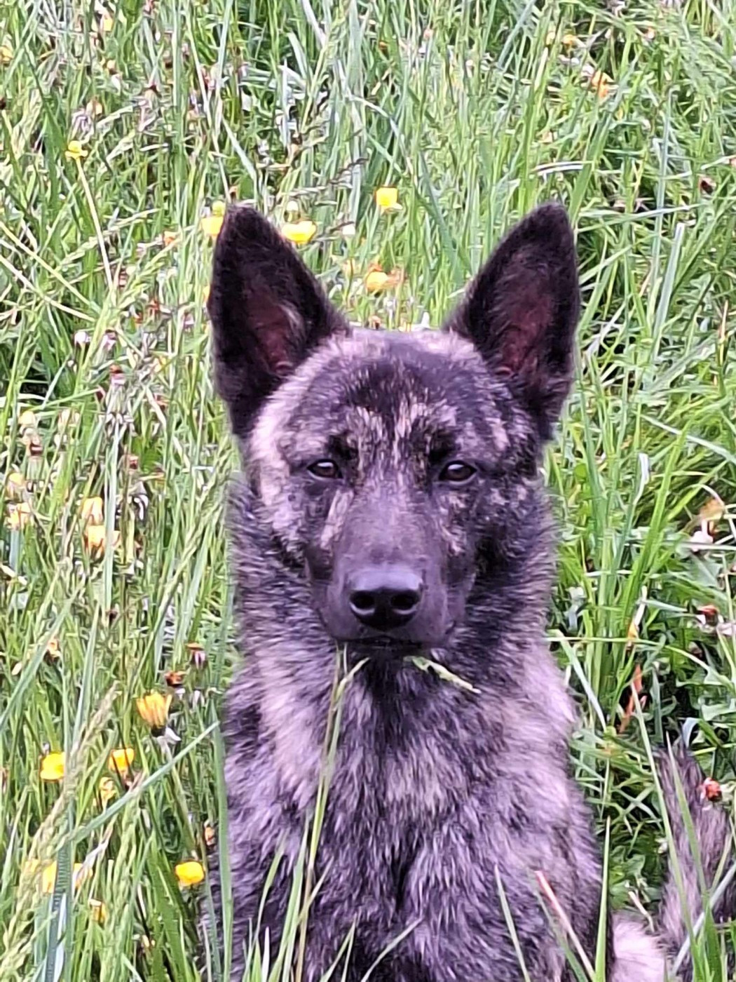 I tack bonremo vemsilumpa