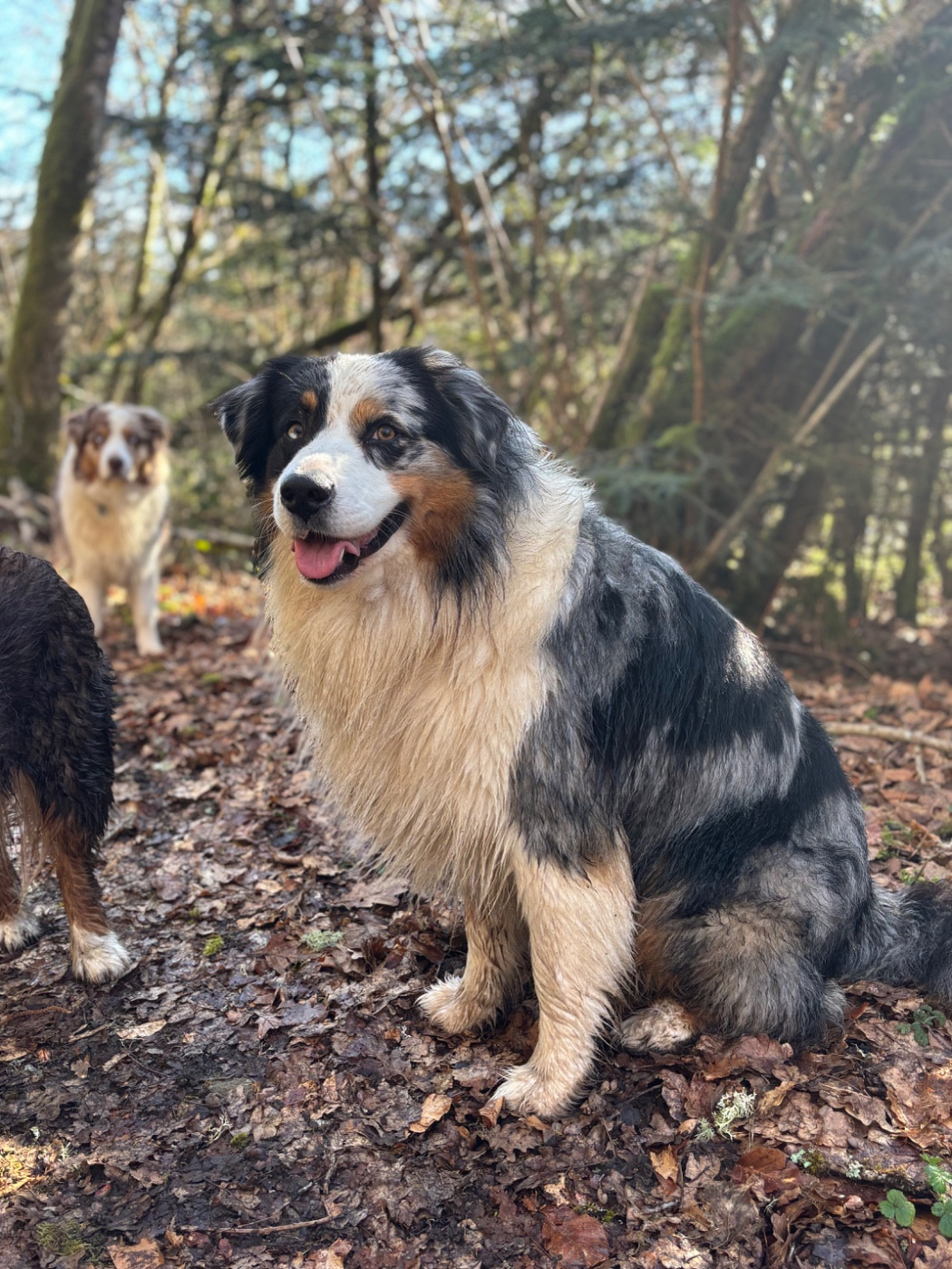 Unbearable lightness (joshua) De La Perle Du Morvan
