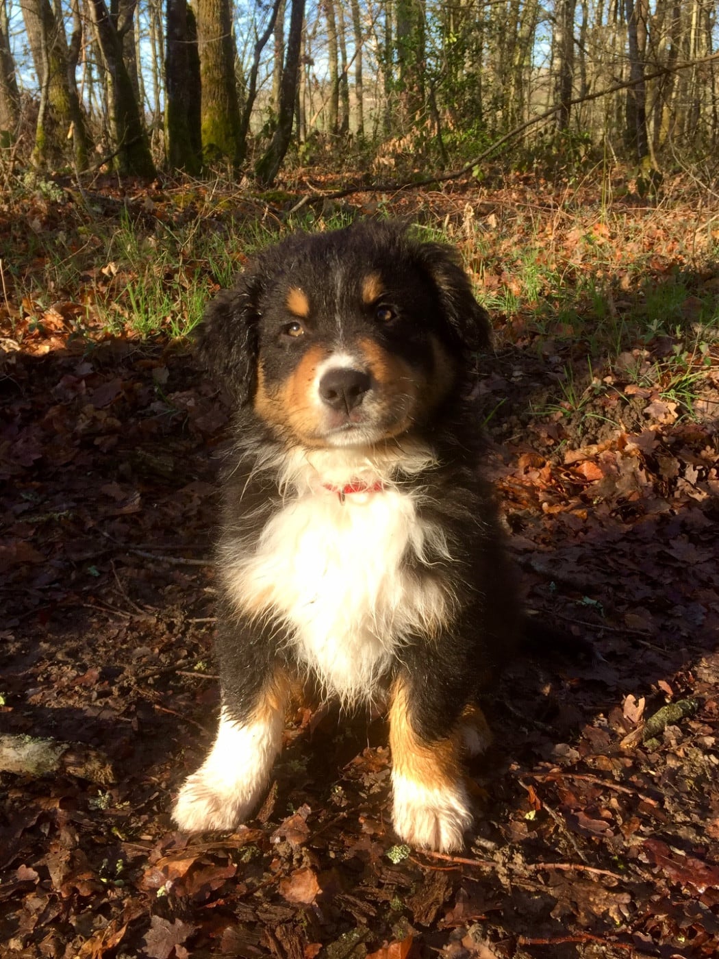 Pablo picasso keep cool Des Collines Du Lac De Paladru
