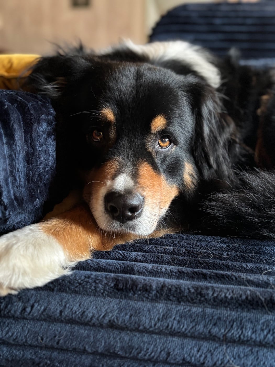 Pablo picasso keep cool Des Collines Du Lac De Paladru