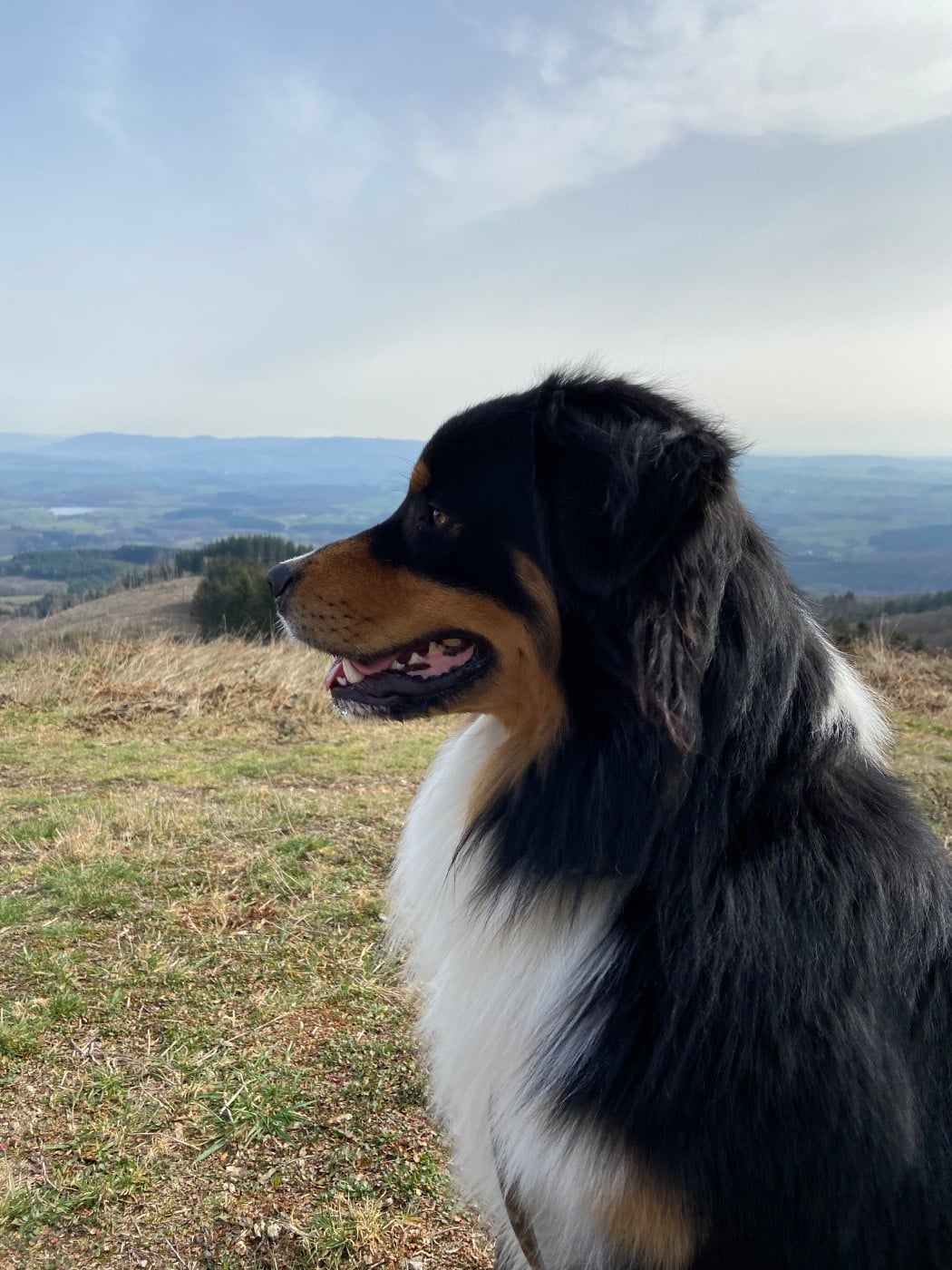 Pablo picasso keep cool Des Collines Du Lac De Paladru