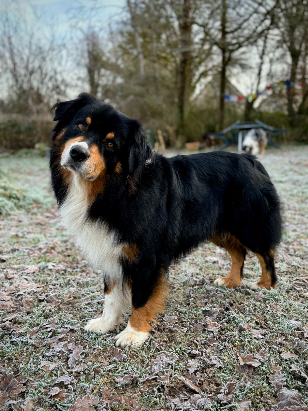 Pablo picasso keep cool Des Collines Du Lac De Paladru