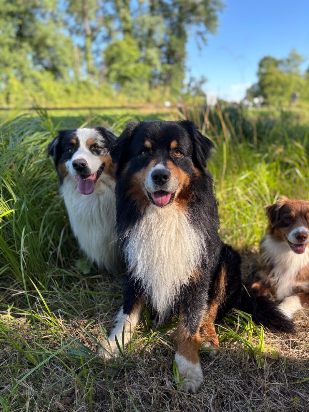 Pablo picasso keep cool Des Collines Du Lac De Paladru
