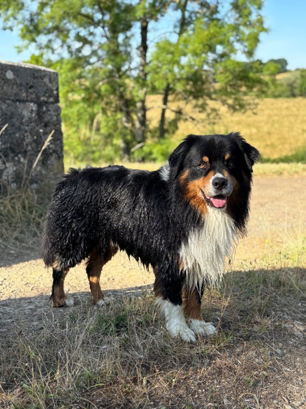 Pablo picasso keep cool Des Collines Du Lac De Paladru