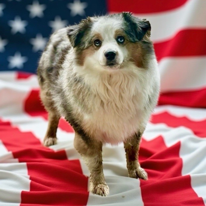 Publication : Des Plaines De Barbizon