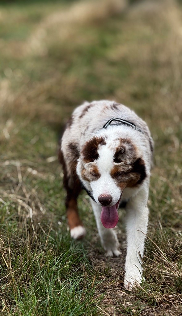 Apache Des Plaines De Barbizon