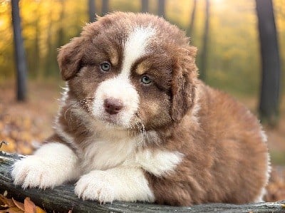 Victoire Des Plaines De Barbizon