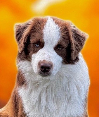 Arrow Des Plaines De Barbizon