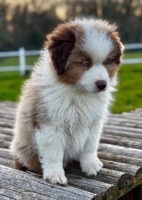 Apache Des Plaines De Barbizon