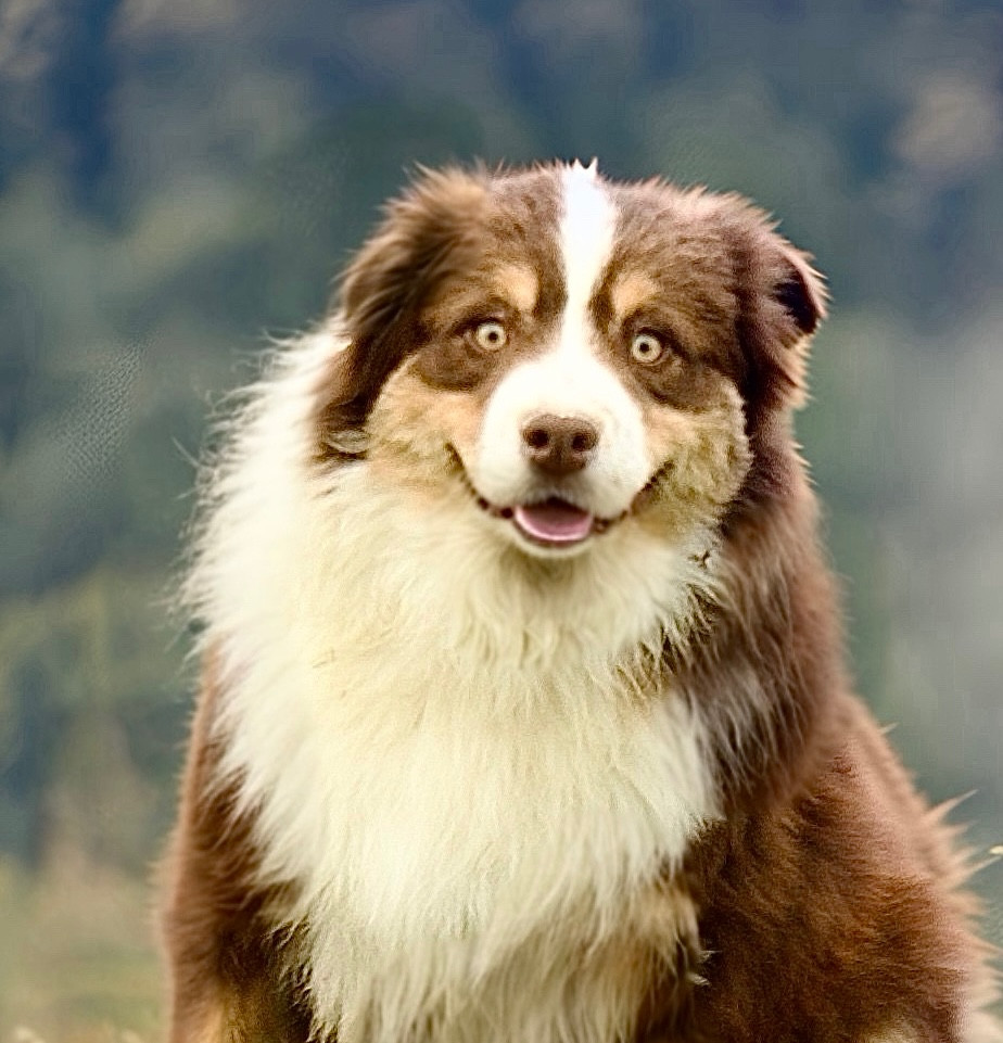 Publication : Des Plaines De Barbizon