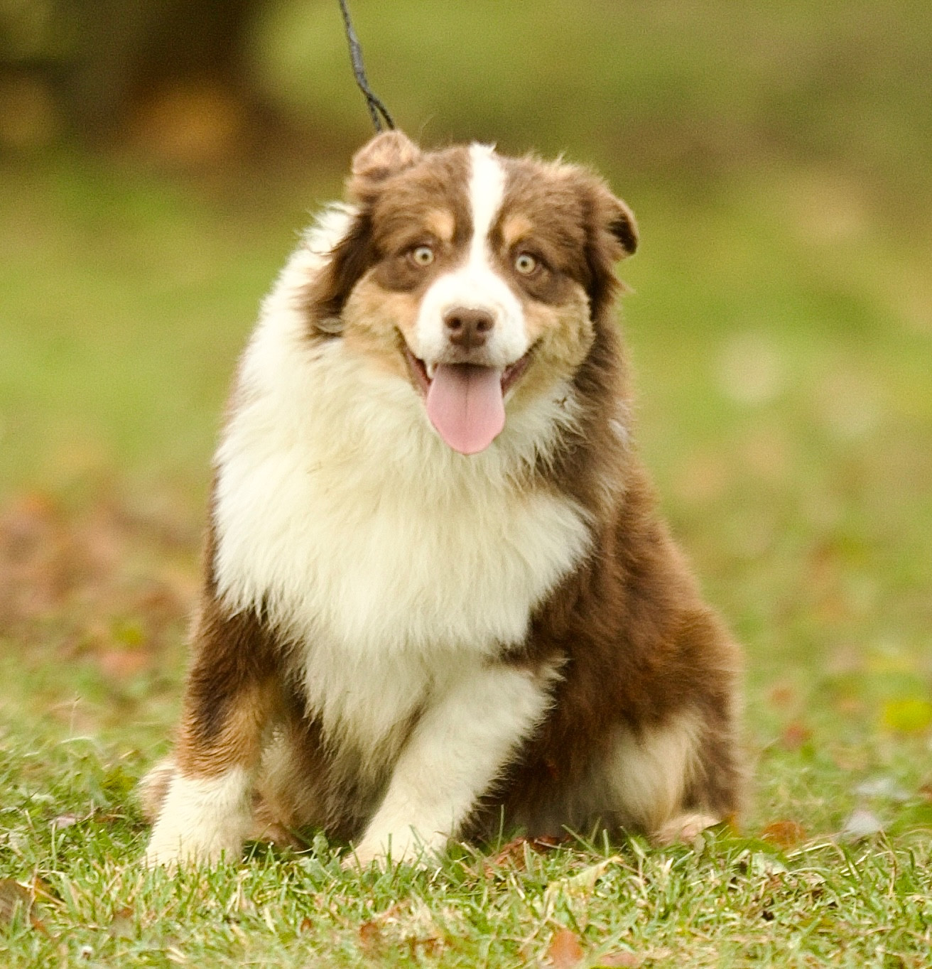 Publication : Des Plaines De Barbizon