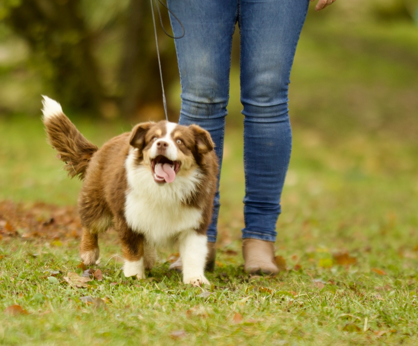 Publication : Des Plaines De Barbizon