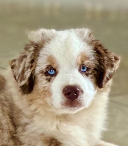 Lorella mini della terra del falco